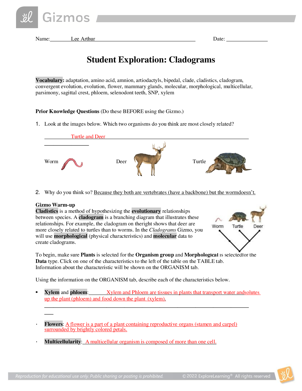 gizmos-student-exploration-cladograms-answer-key